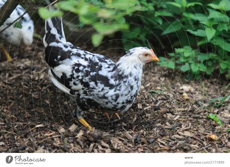 search for food Agriculture Forestry Nature Animal Pet Farm animal Bird To feed Egg flora and fauna Free-range chicken Poultry Rooster Barn fowl pullet Chick