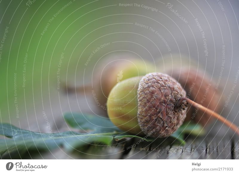 Autumn Environment Nature Plant Leaf Wild plant Fruit Acorn Oak leaf Park Wood Lie To dry up Brown Gray Green Moody Transience Change Colour photo