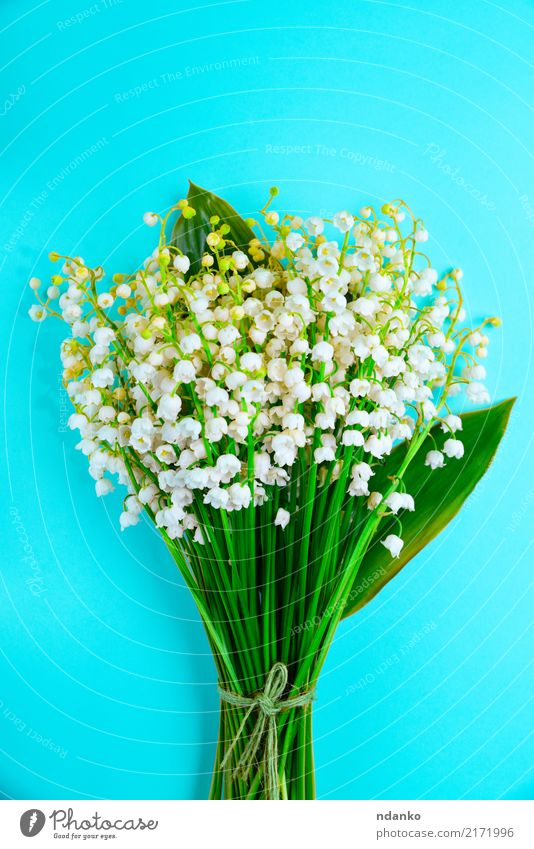 bouquet of white lilies of the valley Beautiful Nature Plant Flower Leaf Blossom Bouquet Natural Wild Blue Green White Valley Lily lilly background Top spring