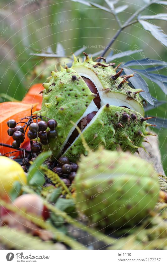 chestnuts Plant Autumn Beautiful weather Leaf Garden Park Brown Yellow Gray Green Orange Black White Chestnut Physalis Elderberry Elder leaf Autumnal colours