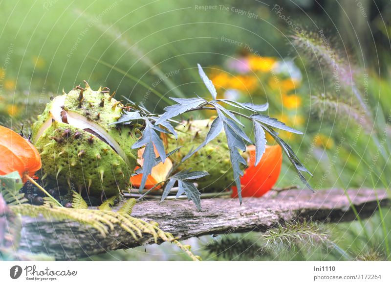 chestnuts Nature Plant Autumn Beautiful weather Garden Park Brown Yellow Gray Green Violet Orange Black Chestnut Physalis Elder leaf Grass Grass blossom