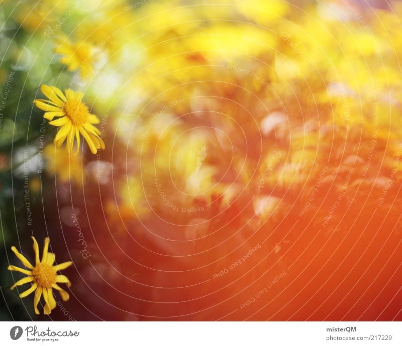 Portuguese Flowers. Environment Nature Landscape Plant Esthetic Meadow flower Flowerbed Blossom Warmth Yellow Summer Red Mother's Day Spring Blossoming