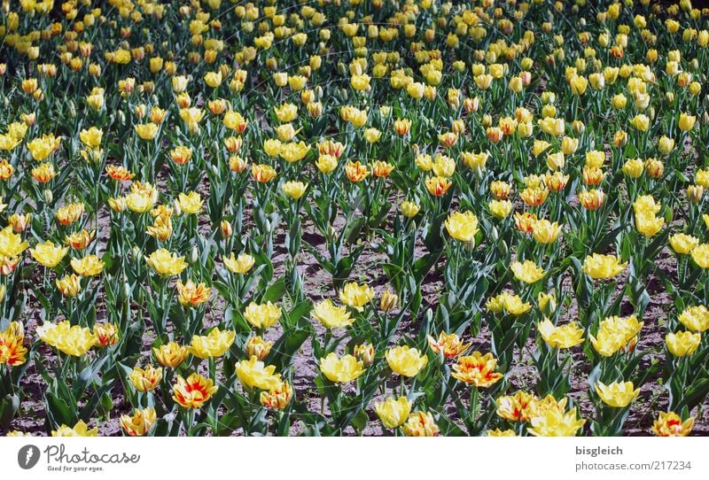 Tulip field II Leaf Blossom Yellow Green Flower Flower meadow Colour photo Subdued colour Exterior shot Day Deserted Structures and shapes Many Tulip blossom