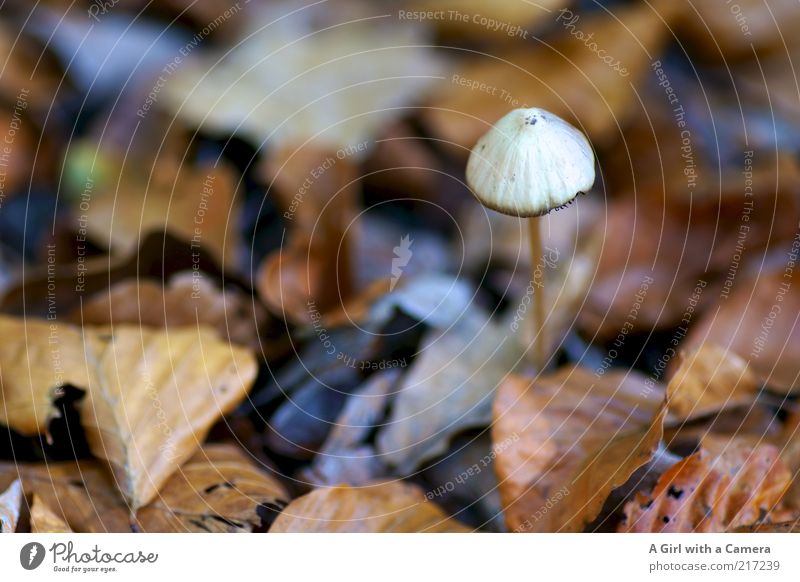 small and fine Environment Nature Plant Autumn Leaf Stand Simple Multicoloured White Mushroom Mushroom cap Loneliness Woodground Autumn leaves Change