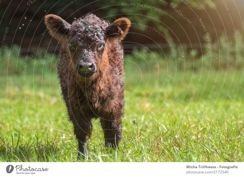 Curious little calf Environment Nature Sun Sunlight Beautiful weather Plant Tree Flower Grass Foliage plant Wild plant Meadow Animal Farm animal Cow Fly