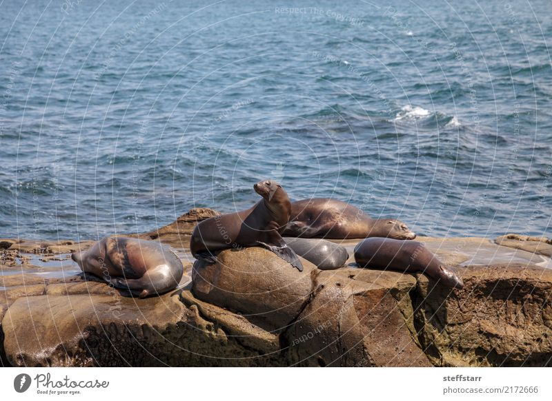 California sea lion Zalophus californianus Playing Rock Coast Ocean Animal Wild animal 4 Group of animals Stone Water Blue Brown Sea lion seal La Jolla