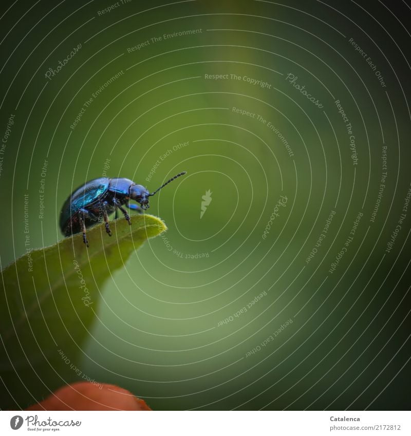 A short rest, sky blue leaf beetle preening itself on the top of a leaf Nature Summer Plant Leaf Physalis Garden Beetle Sky blue leaf beetle Pests 1 Animal