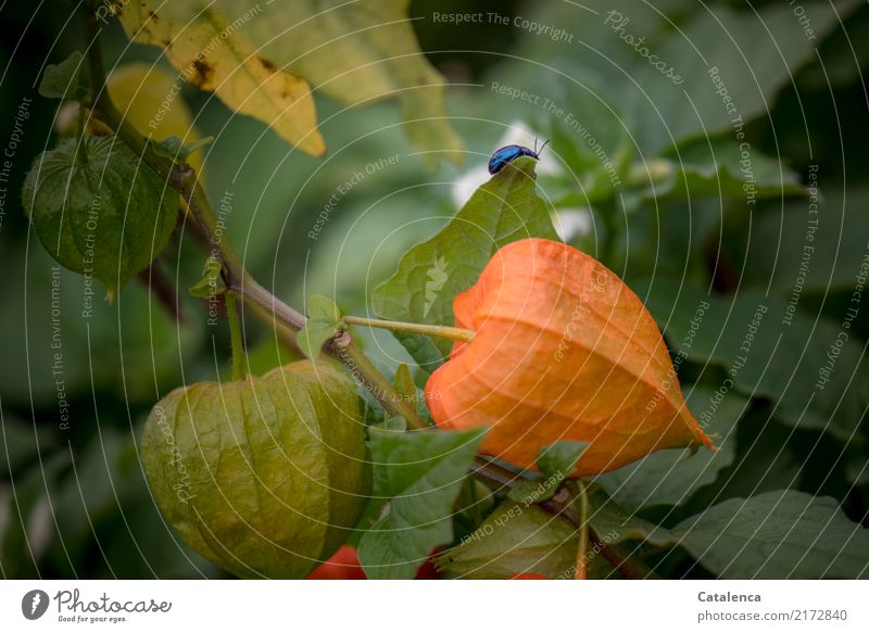 On migration, sky blue leaf beetle on a physalis plant Nature Plant Animal Summer Mint Garden Beetle Sky blue leaf beetle 1 Movement To feed Crawl Illuminate