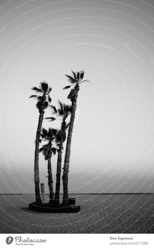 beach party Beach Ocean Palm tree Loneliness Calm Black & white photo Far-off places Copy Space top Copy Space right Deserted