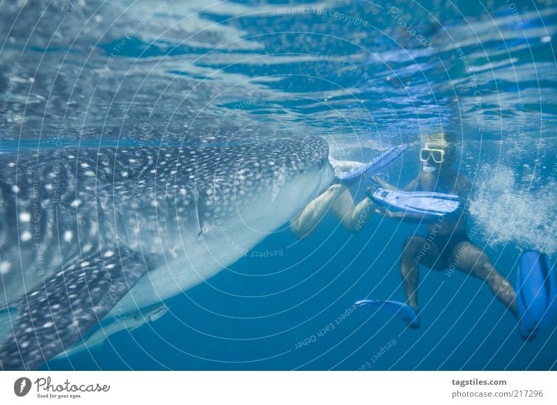 HAAAPS ... Whale shark Man To feed devoured turn Fish Maldives Vacation & Travel Tourism Snorkeling Colossus Gigantic Large Colour photo Copy Space bottom Brave