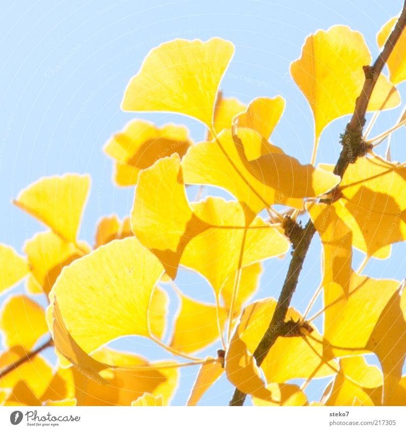 ginko-yellow Leaf Ginko Illuminate To dry up Blue Yellow Change Twig Warm light Bright Autumn leaves Colour photo Exterior shot Close-up Deserted Sunlight