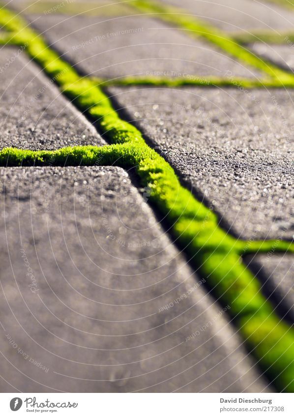 Green Network Nature Summer Moss Foliage plant Lanes & trails Sidewalk Structures and shapes Connection Portrait format Line Stone Paving stone Diagonal Bright