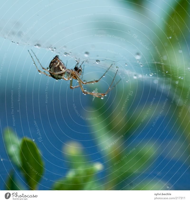Spiderman Nature Plant Animal Water Drops of water Bad weather Rain Bushes To hold on Small Blue Green Endurance Unwavering Net Spider's web Spider legs Dew