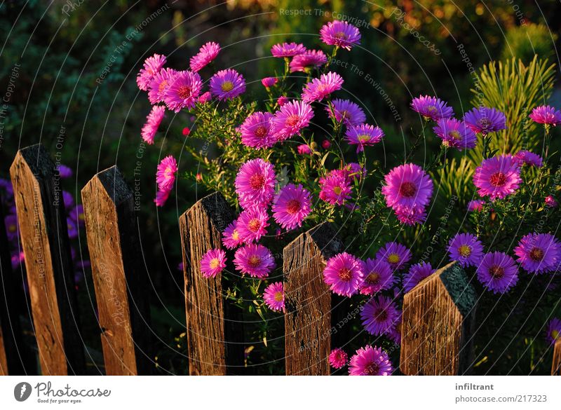 Flowers over a garden fence Nature Plant Summer Autumn Blossom Garden Esthetic Natural Violet Pink Beautiful Calm Life Purity Moody Environment Fence