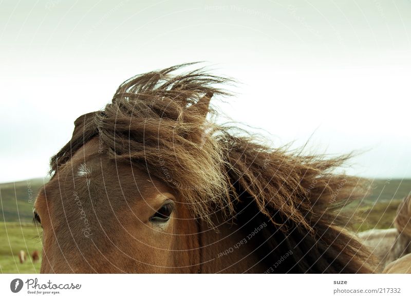 Speed like the wind Weather Wind Animal Wild animal Horse 1 Authentic Friendliness Beautiful Brown Iceland Pony Mane Horse's head Animalistic Colour photo