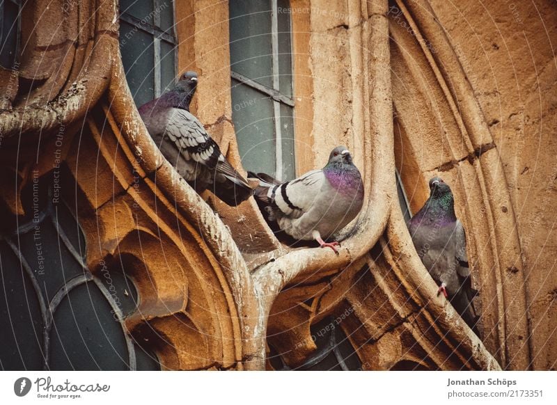 Pigeons at a church window in Oxford Downtown Old town Animal Bird 3 Esthetic England Historic Historic Buildings Church Church window English Great Britain Sit