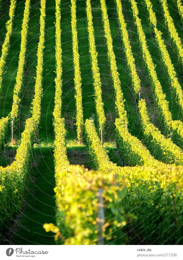 line by line Landscape Beautiful weather Agricultural crop Field Vineyard Infinity Yellow Gold Green Grape harvest Rheingau Harvest Slope Autumn Deserted