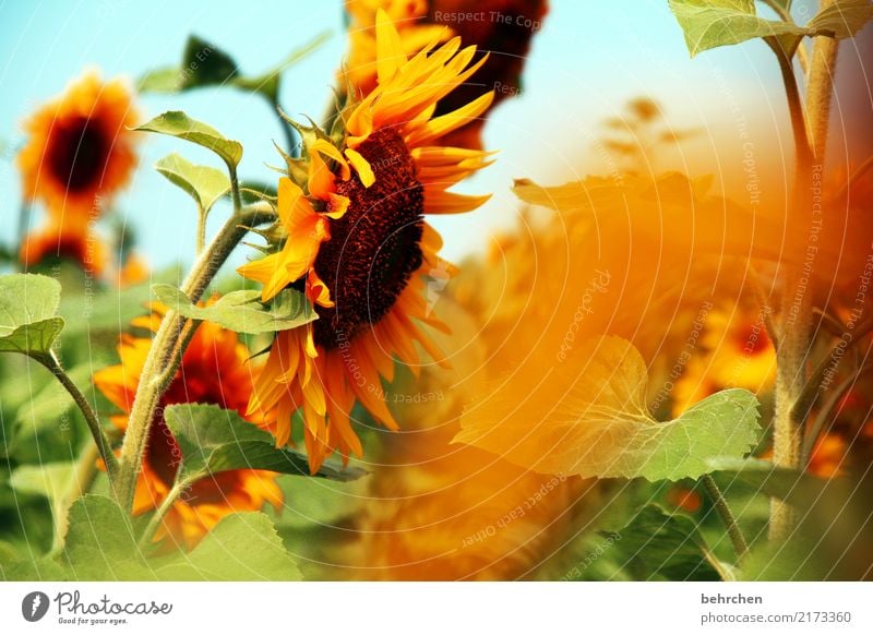 sun for you:) Nature Plant Sky Sun Summer Beautiful weather Flower Leaf Blossom Sunflower Sunflower field Field Blossoming Fragrance Fantastic Yellow Orange