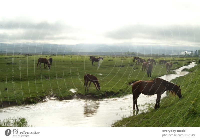 Horses in the morning light Nature Landscape Animal Earth Summer Fog Grass Meadow Brook horse pasture Group of animals Herd Relaxation Dream Positive Wild Green