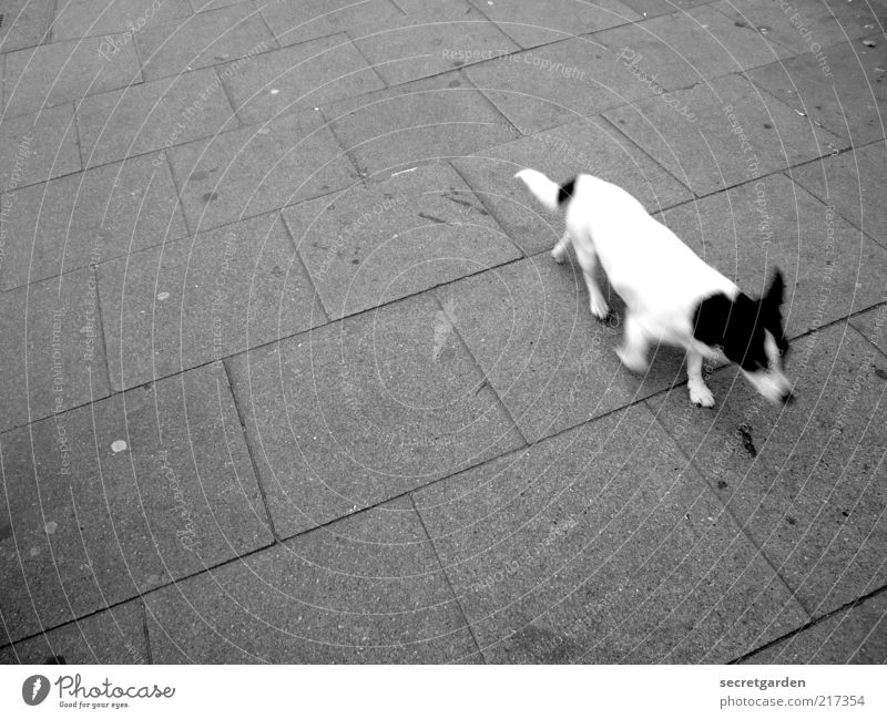 [HH 10.1] passing photo-beagle in eimsbüttel :-) Animal Pet Dog Pelt Jack Russell terrier Gray Black White Time Snapshot Transitory Sidewalk Walking