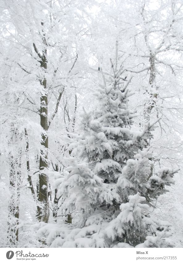 Christmas time, Christmas time, beautiful Christmas time Winter Snow Environment Nature Climate Weather Tree Forest Cold White Snowscape Fir tree Christmas tree