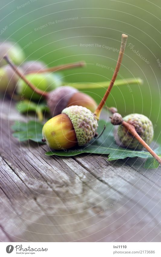 acorns Handicraft Take a photo Trip Nature Plant Autumn Garden Park Field Forest Brown Yellow Gray Green Black Acorn Oak leaf Wooden bench Early fall