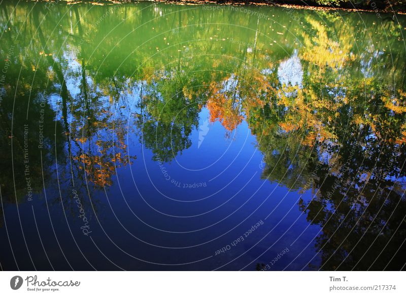 Autumn at the river Environment Nature Landscape Plant Tree River bank Water Climate Colour photo Multicoloured Exterior shot Deserted Day Light Shadow Contrast