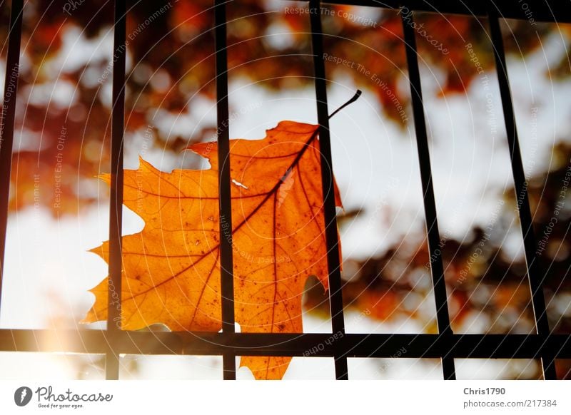 Autumn prison II Nature Plant Sky Sun Sunlight Beautiful weather Tree Leaf Fence Grating Esthetic Bright Natural Gold Red Emotions Moody Optimism Calm Dream