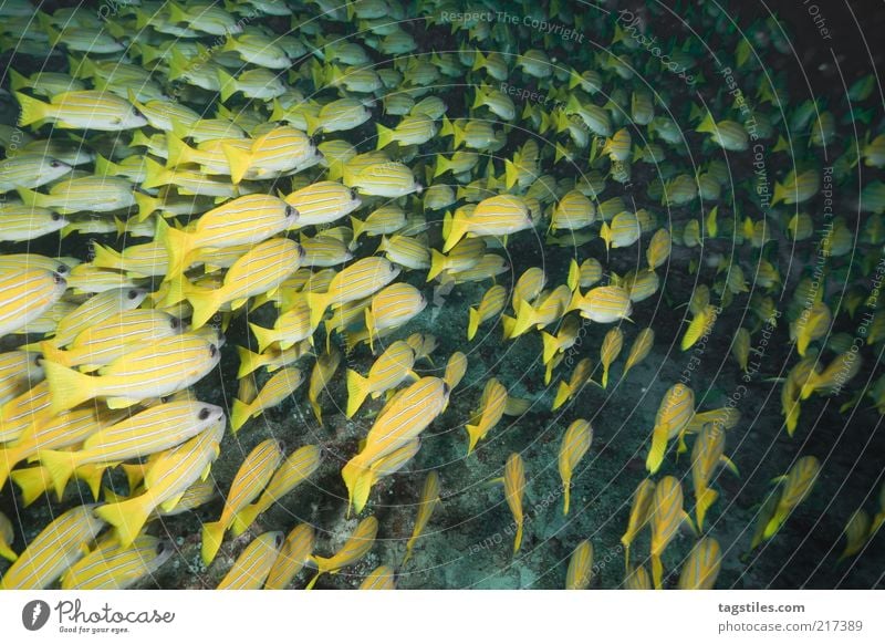 At night Fish Shoal of fish Flock Yellow Dive Night Under Water Maldives Cuba Caribbean Sea Lesser Antilles Vacation & Travel Travel photography Discover Calm