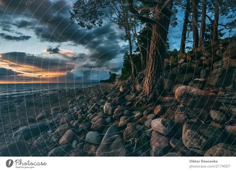 Sunset in the Baltic Sea with pines Tourism Summer Beach Ocean Winter House (Residential Structure) Nature Landscape Sky Horizon Tree Forest Rock Coast Skyline