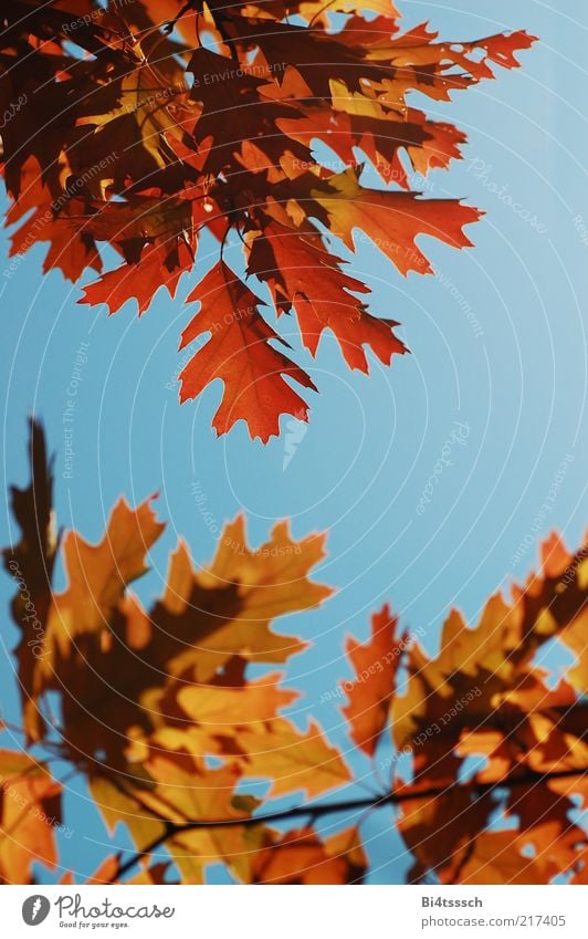Warm Autumn II Environment Nature Sky Climate change Beautiful weather Tree Blue Brown Yellow Red Colour photo Multicoloured Exterior shot Day Deserted Oak leaf