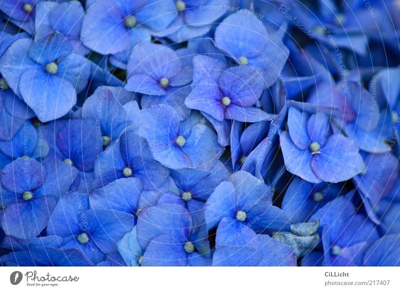 blue blue flowers... Environment Nature Plant Flower Blossom Bouquet Esthetic Fragrance Exotic Fresh Hip & trendy Beautiful Natural Juicy Soft Blue Spring fever