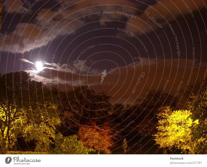 moon time Full  moon Night England Great Britain Mystic Dark Tree Winter Long exposure Moon Evening