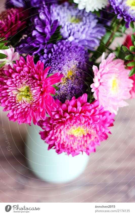 asters Aster Flower Autumn Nature Vase Bouquet Blossom Pick Pink White Yellow Green Violet