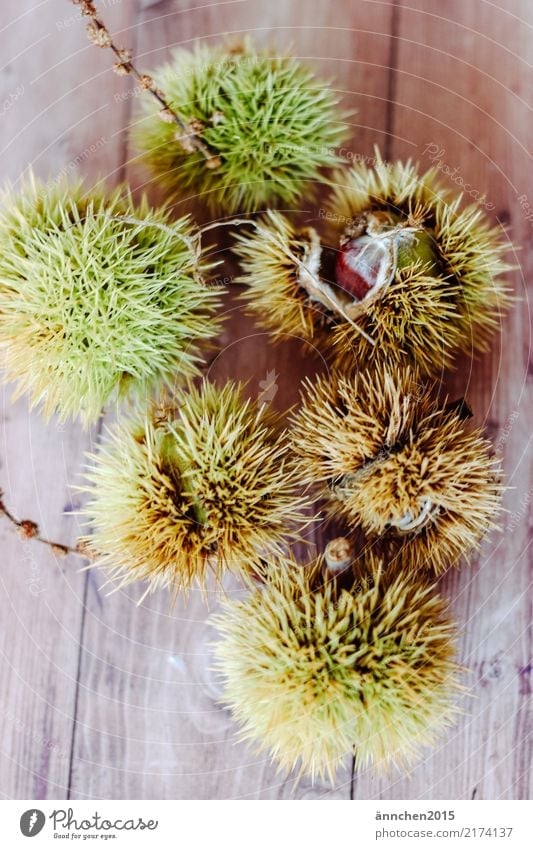 chestnuts Sweet chestnut Chestnut tree Brown Green Thorny Nature Autumn Dish Eating Food