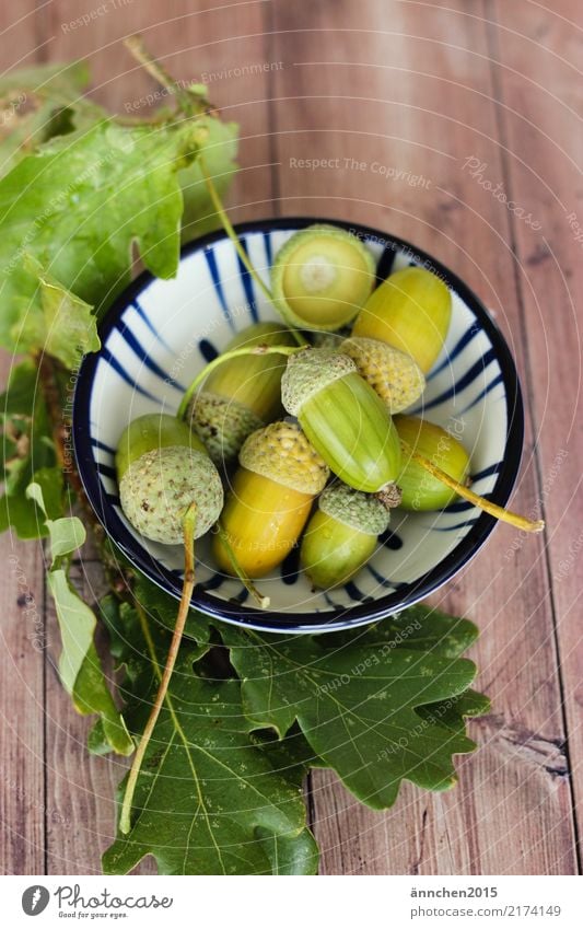 In a small bowl lie green acorns shell Decoration Forest fruits amass Green Oak tree Autumnal Day Shallow depth of field Leaf Colour photo Nature Acorn