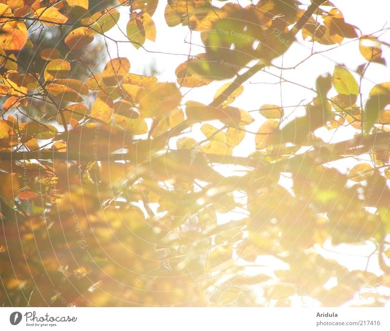 autumn sun Environment Nature Landscape Plant Autumn Bushes Leaf Glittering Illuminate To dry up Bright Beautiful Brown Yellow Gold Moody To enjoy Relaxation