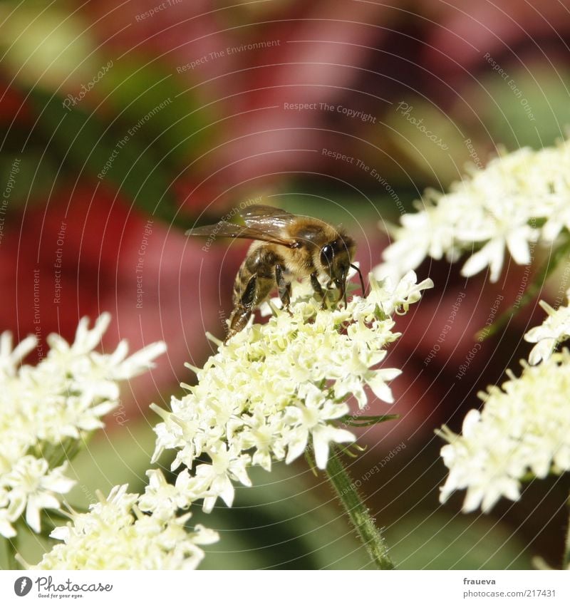 Bees and flowers Nature Summer Plant Flower Animal Farm animal Wing 1 Crawl White Collection Diligent Nectar Colour photo Multicoloured Exterior shot Close-up