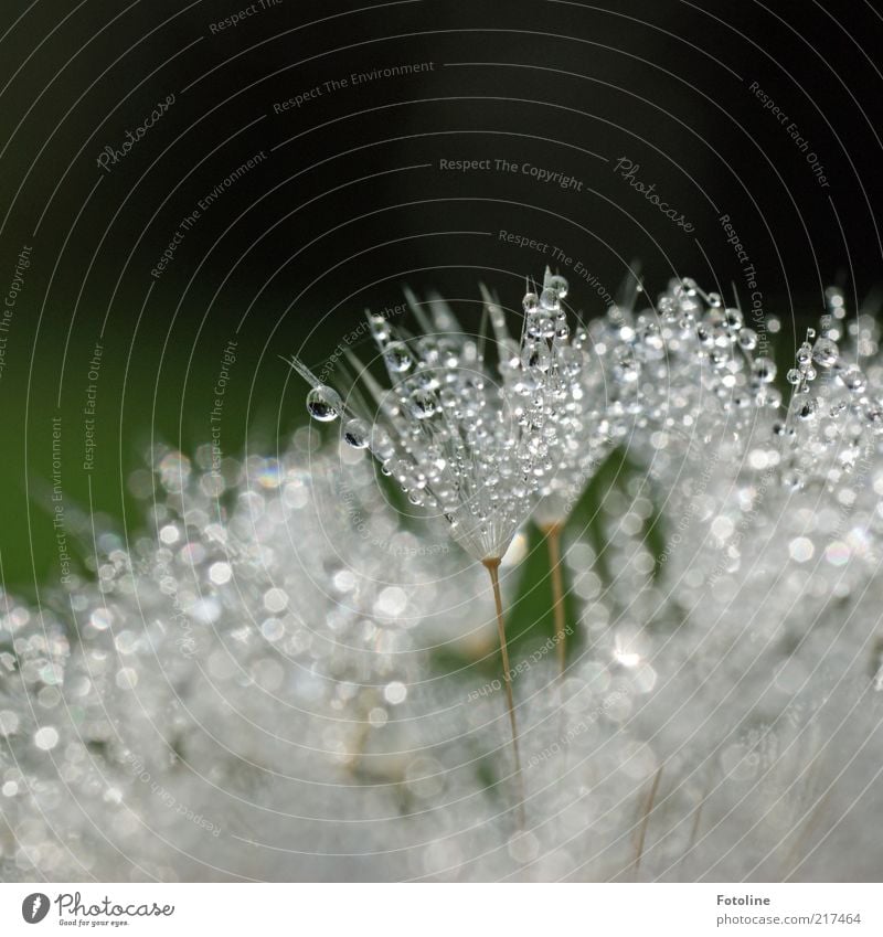 droplet Environment Nature Plant Elements Water Drops of water Flower Wild plant Bright Wet Natural Green White Dandelion Colour photo Multicoloured