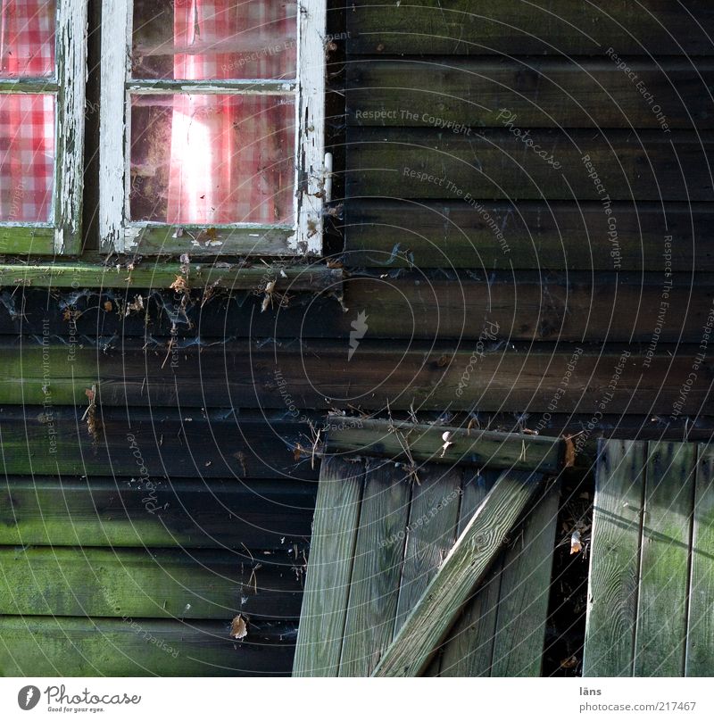 cottage romance Hut Old Wood Curtain Window Dirty Checkered Cobwebby Wooden board Shutter Window pane Copy Space right Copy Space bottom Deserted Wooden hut