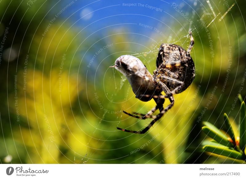 coconized Nature Sky Beautiful weather Bushes Animal Spider 1 To feed Hang Hunting Crawl Natural Blue Brown Yellow Green Colour photo Exterior shot Close-up