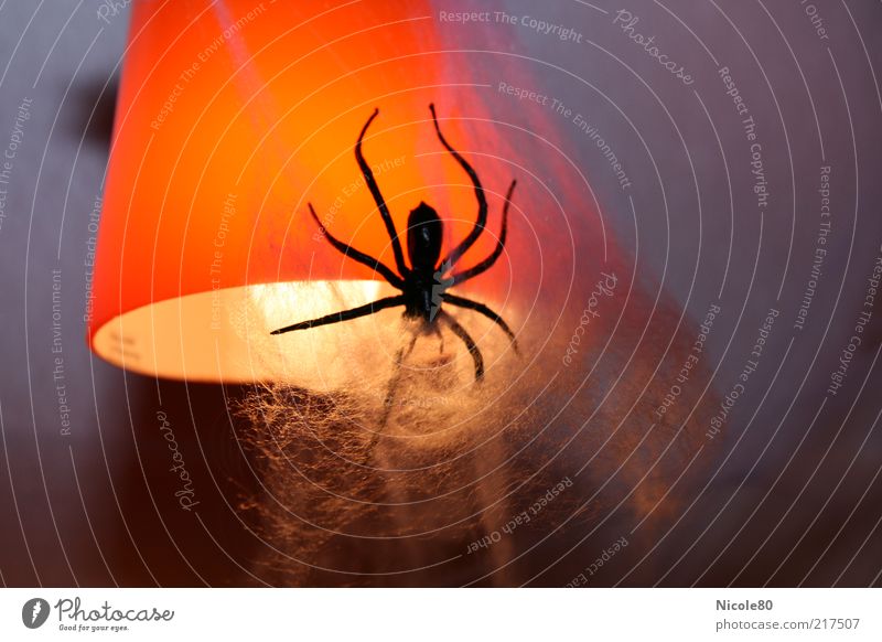 Halloween decoration Animal Spider Disgust Lampshade Hallowe'en Decoration Creepy Colour photo Interior shot Deserted Copy Space right Neutral Background