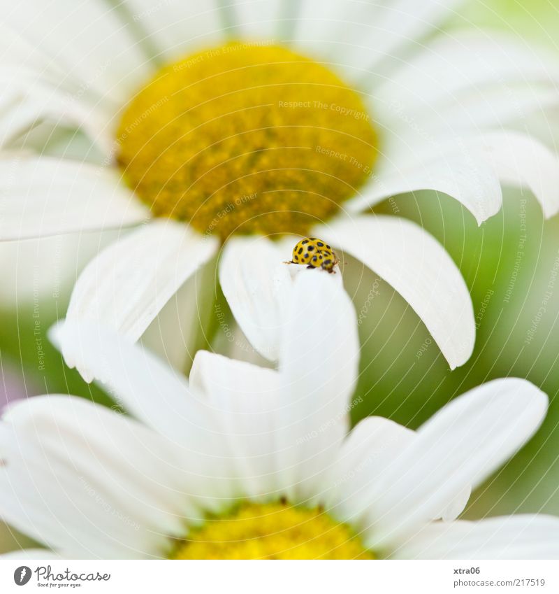 Summer memory Environment Nature Plant Animal Flower Blossom Meadow 1 Yellow Ladybird Daisy Blossom leave Colour photo Exterior shot Close-up Detail