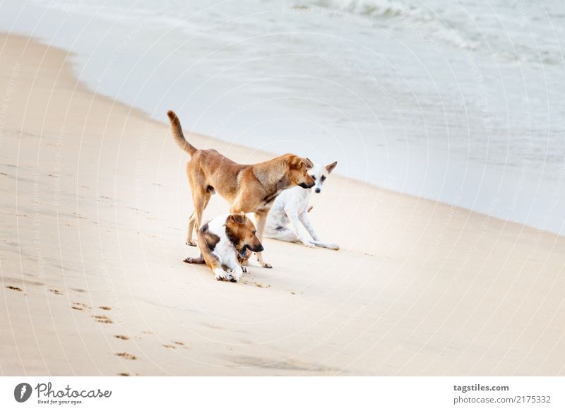 Playing dogs at the beach, Sri Lanka, Asia Marawila Dog Vacation & Travel Traveling Idyll Freedom liberty Card Tourism Tourist Tourist Attraction Sunbeam Summer