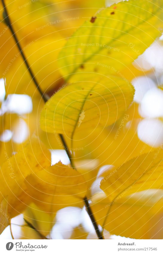 autumn yellow Environment Nature Plant Autumn Leaf Yellow Autumn leaves Autumnal Autumnal colours Automn wood Twig Colour photo Close-up Detail