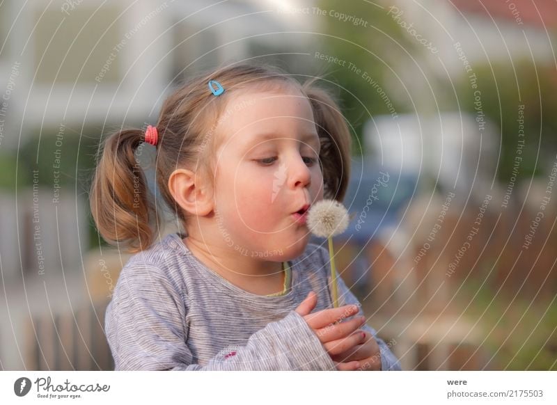 A little girl blows the umbrellas from a dandelion flower Playing Child Human being Feminine Toddler Girl 1 3 - 8 years Infancy Nature Plant Flower Dream Joy