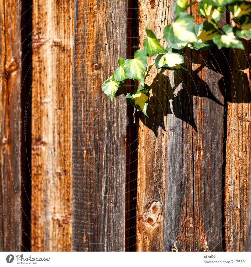 Sunny Autumn Nature Plant Leaf Foliage plant Brown Green Creeper Wood Fence Wooden fence Colour photo Exterior shot Ivy Tendril Wooden board Deserted