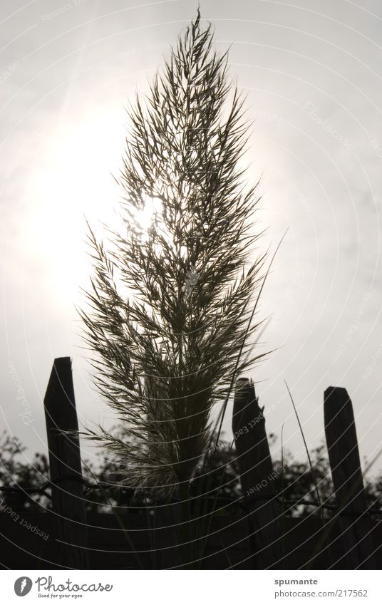 Pampas grass against the light Nature Plant Sky Sunlight Grass Foliage plant Garden Garden fence Gray Black White Colour photo Subdued colour Exterior shot