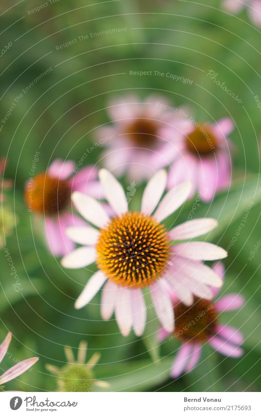 flower Nature Flower Garden Bright Beautiful Blossom Sphere Delicate Pink Orange Radial Green Jewellery Growth Summer Colour photo Exterior shot Deserted