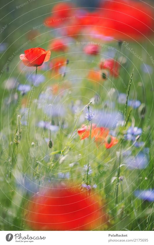 #A# Poppy Field I Environment Nature Esthetic Poppy blossom Poppy field Wayside Red Flower Meadow flower Colour photo Multicoloured Exterior shot Detail